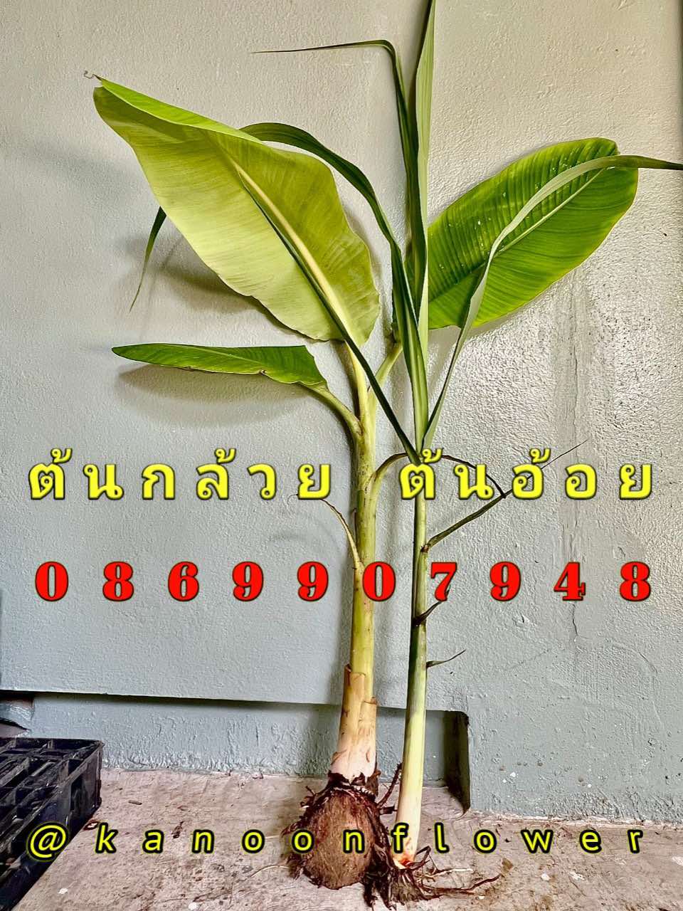 ต้นอ้อย ต้นกล้วย (ขันหมาก) (ทรงเครื่อง)