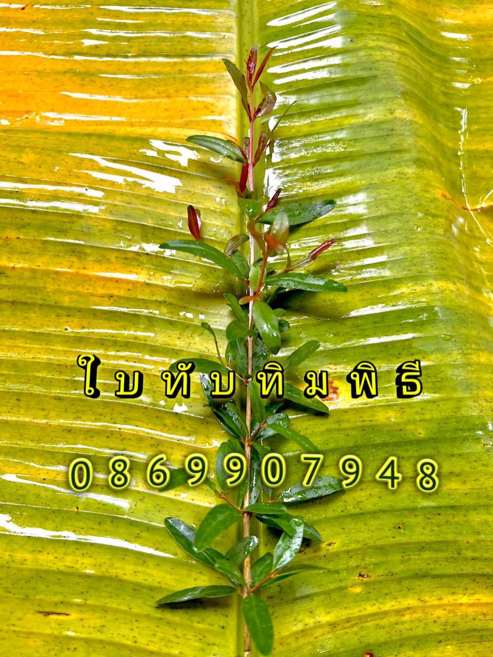 ใบไม้มงคล (พิธี)