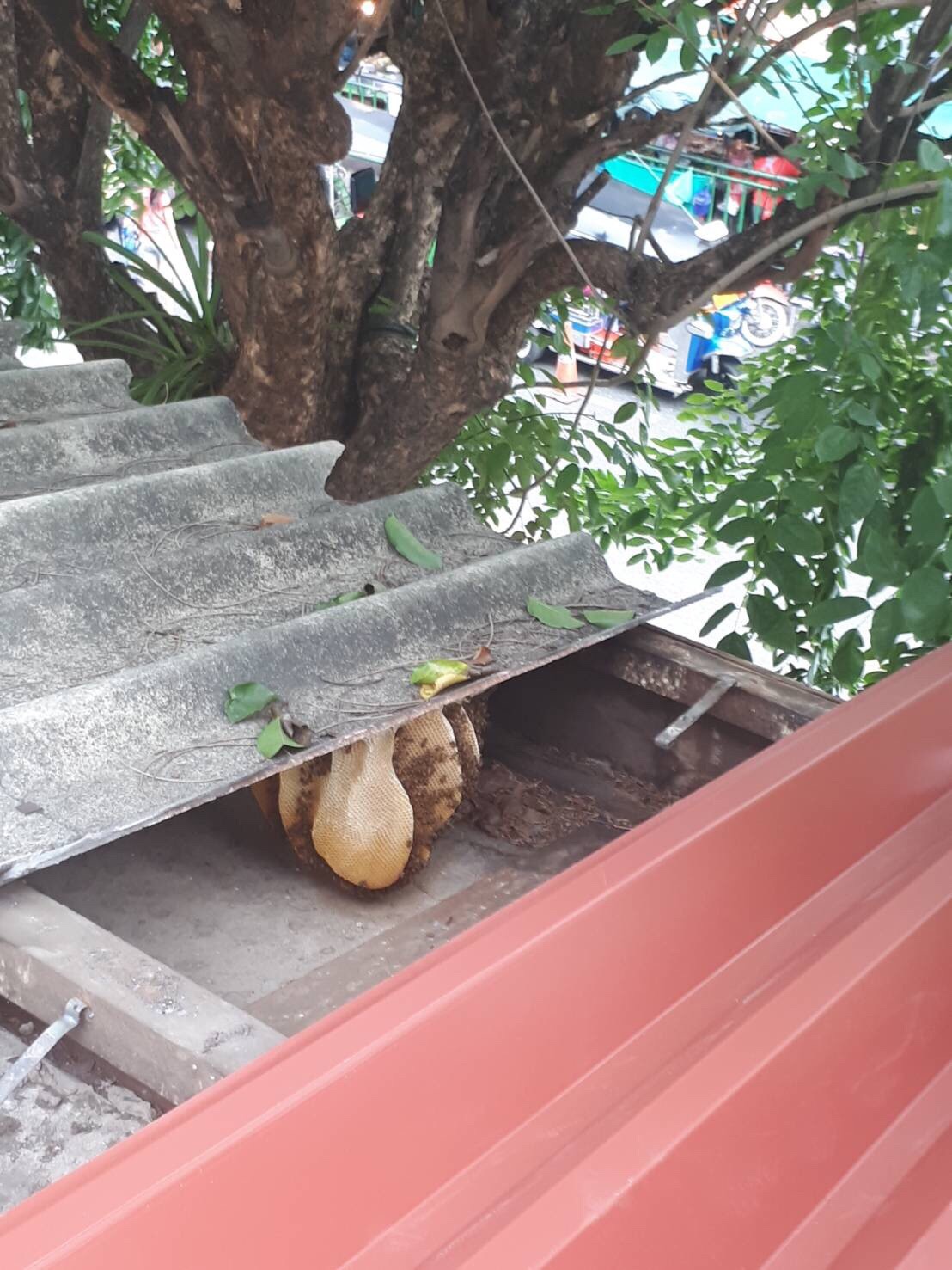 งานเปลี่ยนหลังคา ตึกพระสุจริตสุดา (ในรัชกาลที่ 6) ร.พ.ศิริราช