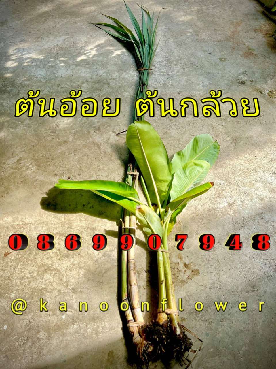 ต้นอ้อย ต้นกล้วย (ขันหมาก) (ทรงเครื่อง)