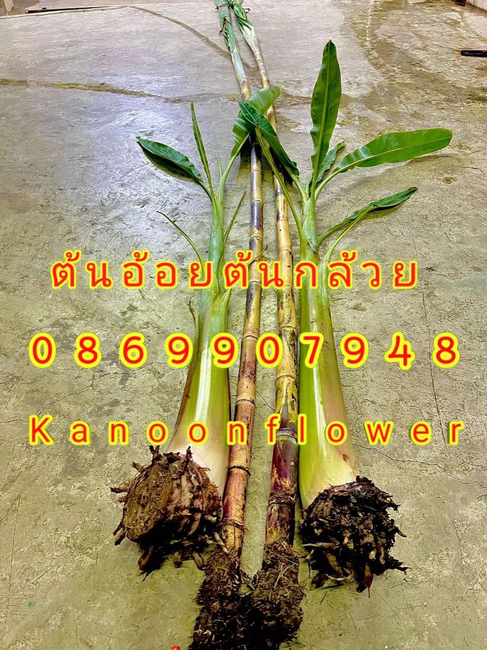 ต้นอ้อยต้นกล้วย (ขันหมาก)