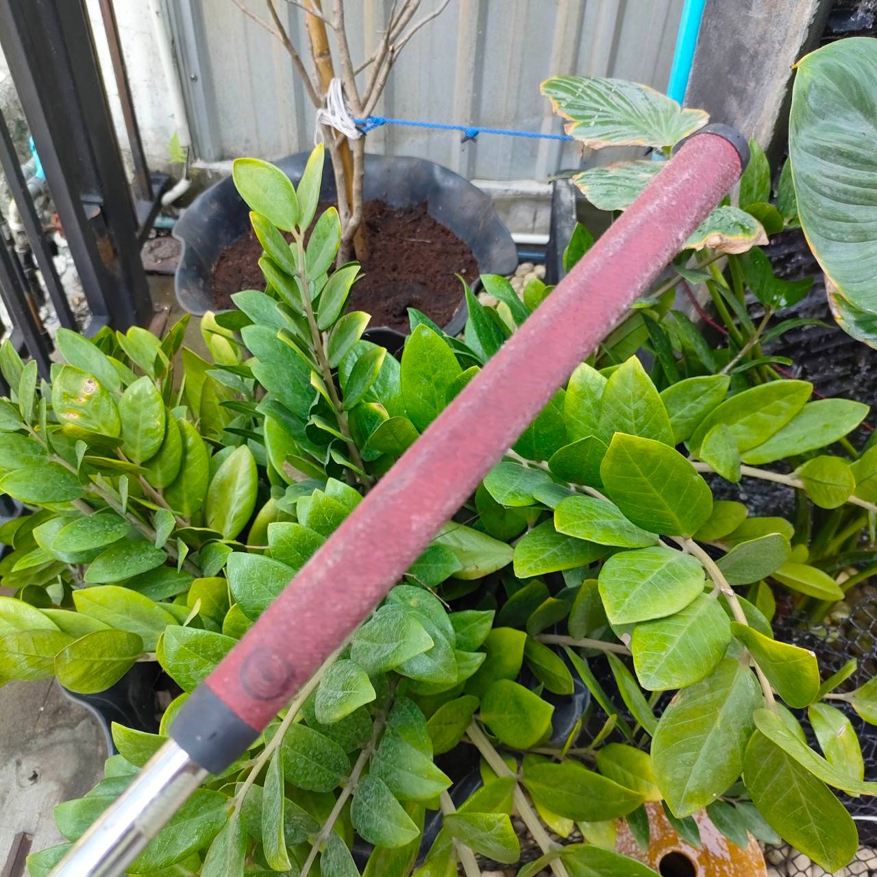 PUTTER ODYSSEY 2-BALL WHITE STEEL BLADE-2 ความยาว 34 นิ้ว **กริฟเสื่อมสภาพ** รุ่นนี้น่าเล่น หน้าไม้เป็น STEEL ช่วยในเรื่องการเกาะไลน์ขึ้นมาก ไม้กอล์ฟพรีเมี่ยมมือสอง By NakaraLuxurious