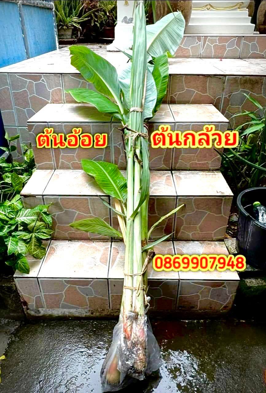 ต้นกล้วย ต้นอ้อย (ยกเสาเอก)