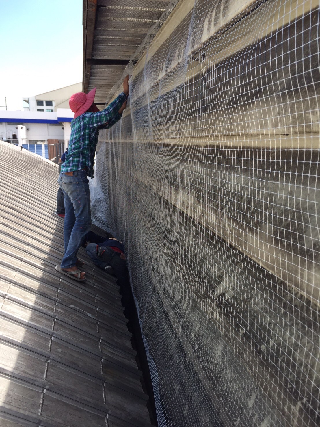 งานติดตาข่ายกันนก ตึกกายวิทยาทาน มหาวิทยาลัยมหิดล