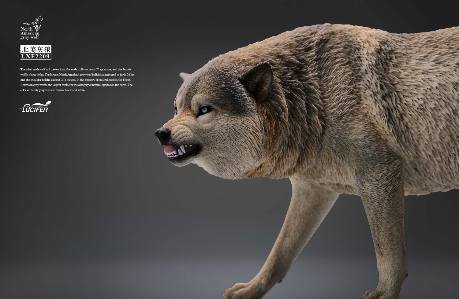 [สั่งจอง] JXK LXF2209 1/6 : Gray Wolf