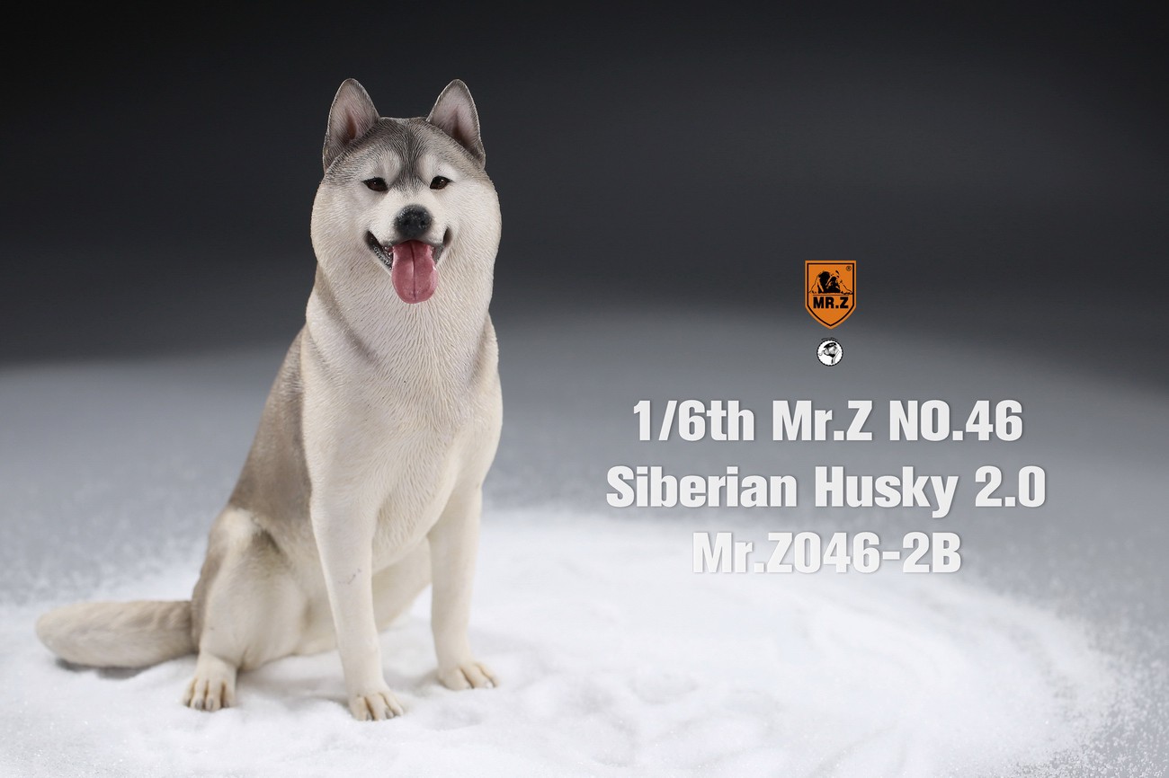 [สั่งจอง] MR. Z Animal Model MRZ046 1/6th Siberian Husky2.0（8 models in total）