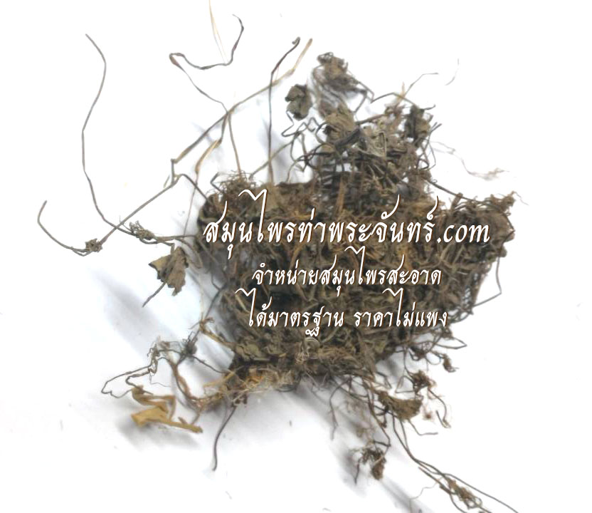 Dried Gotu kola