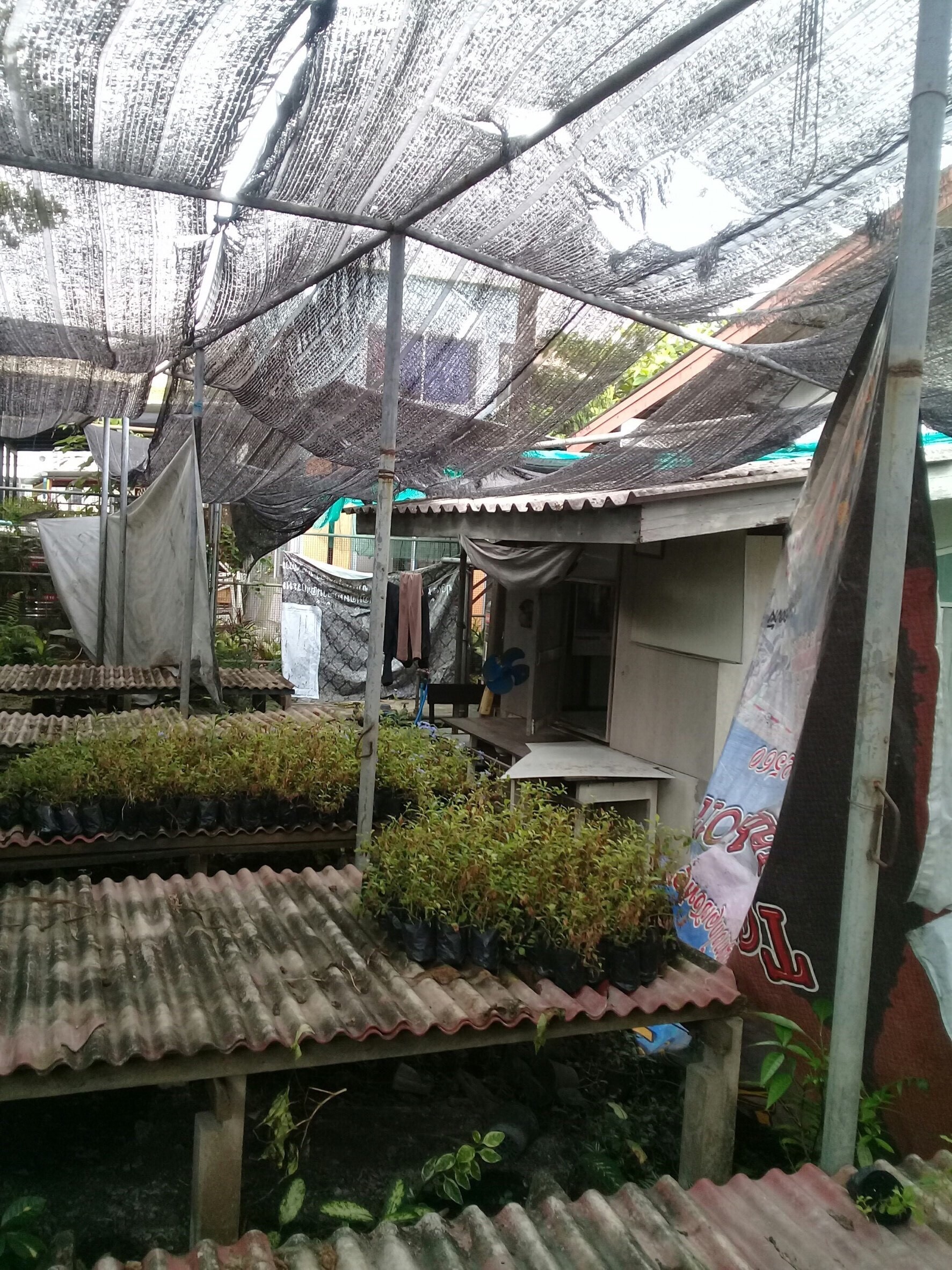 งานเรือนเพาะชำ กองทัพเรือ