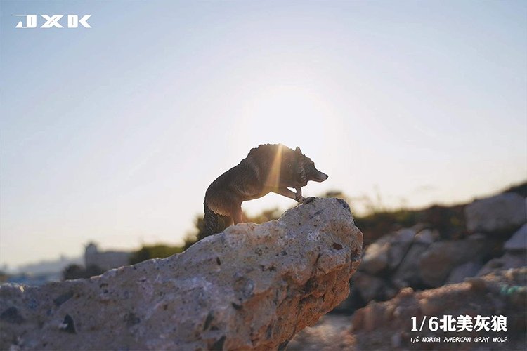 [สั่งจอง]JXK JXK126 1/6 : North American Grey Wolf