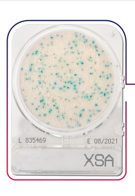 เพลทนับเชื้อสำเร็จรูป Compact Dry Staphylococcus aureus (XSA) 40/pK