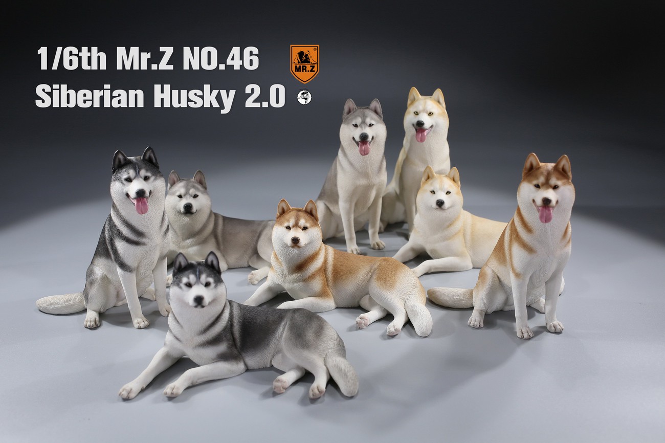 [สั่งจอง] MR. Z Animal Model MRZ046 1/6th Siberian Husky2.0（8 models in total）