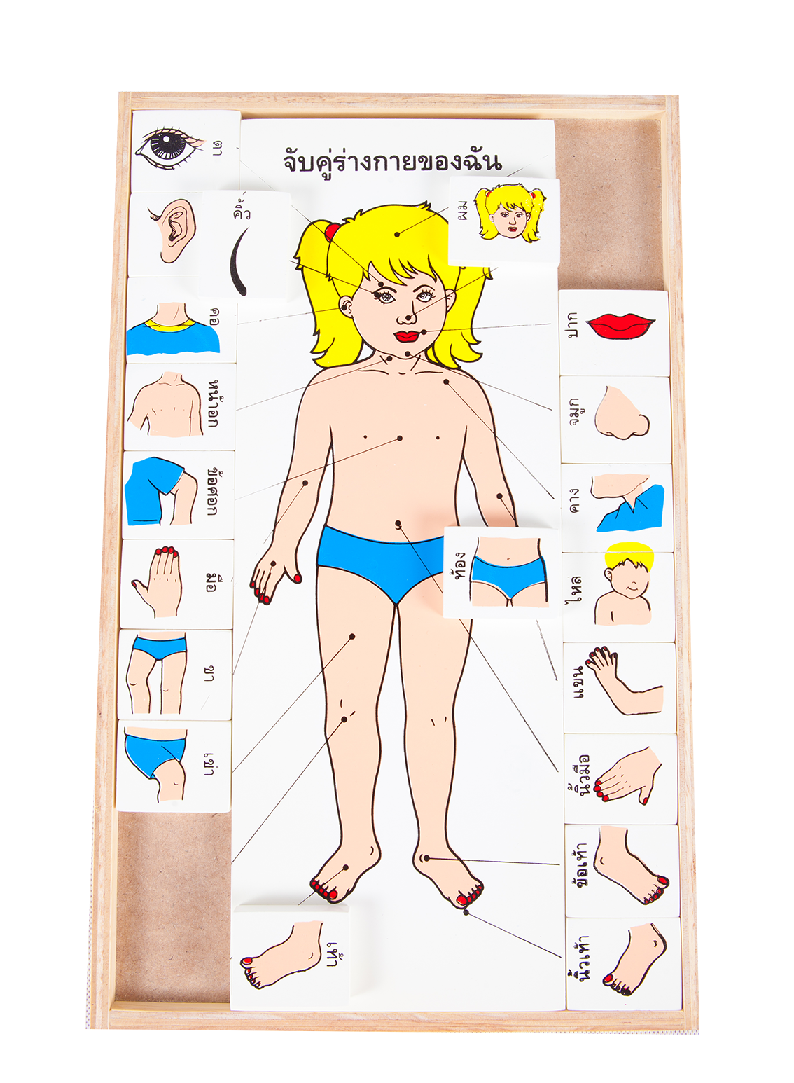 จับคู่ร่างกายของฉัน (ภาษาไทย) , ของเล่นไม้, ของเล่นเสริมพัฒนาการ, ของเล่นเด็ก, สื่อการสอนเด็ก