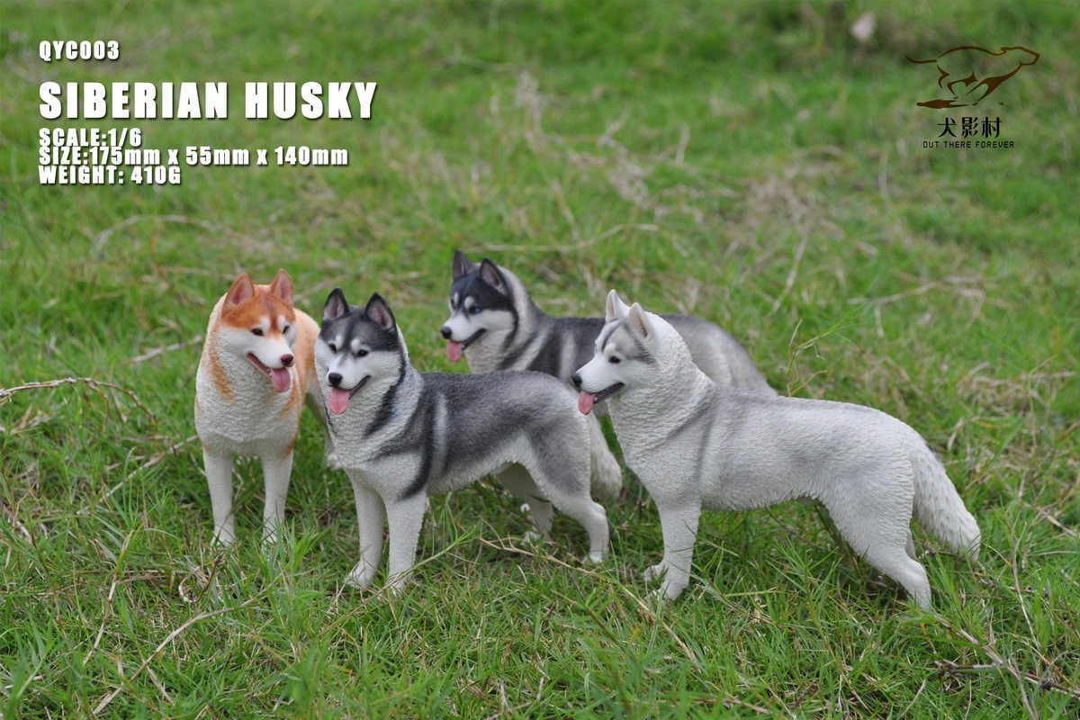 [สั่งจอง]QuanYingCun QYC003 A/B/C/D 1/6 : Husky
