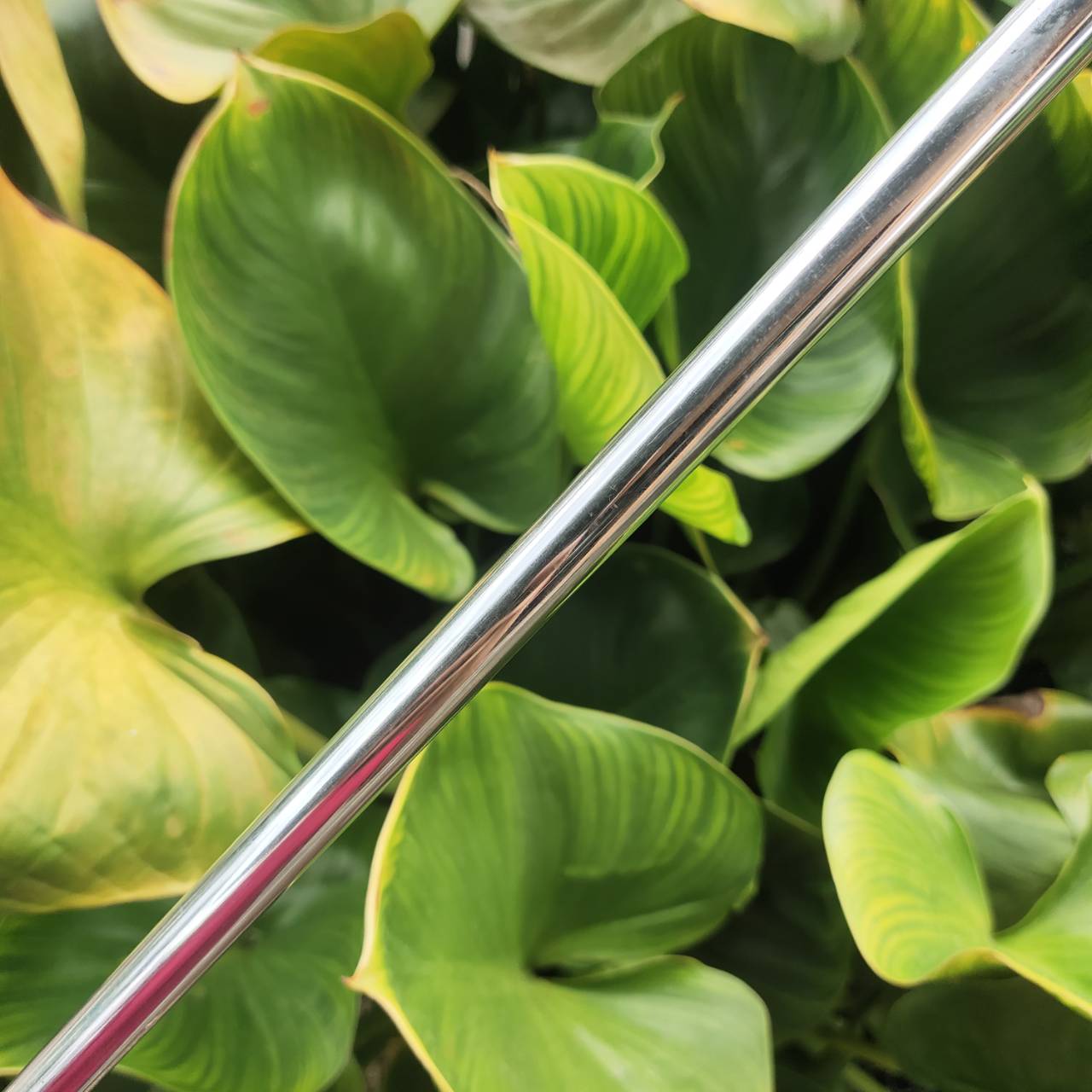PUTTER ODYSSEY DUAL FORCE ROSSIE II รุ่นหน้าดำทั้งนุ่มและเกาะไลน์มาก รุ่นนี้ยอดนิยมมาก