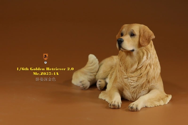 [สั่งจอง]Mr.Z MRZ057 1/6 : Golden Retriever 2.0