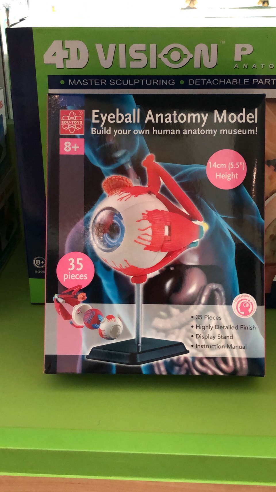 โมเดลตา ตาจำลอง , สื่อการสอน, ของเล่น วิทยาศาสตร์ ทดลอง, พร้อมส่ง