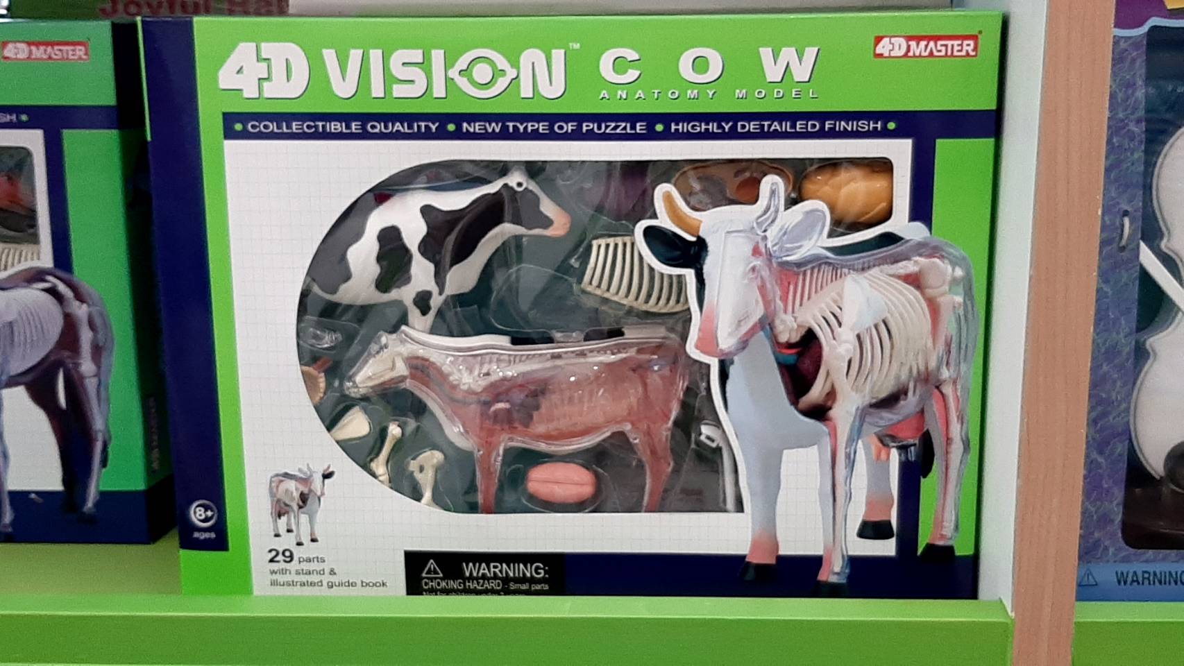 โมเดลวัว (4D Vision Cow) ,สื่อการสอน สัตวแพทย์, ของเล่น วิทยาศาสตร์ ทดลอง, พร้อมส่ง
