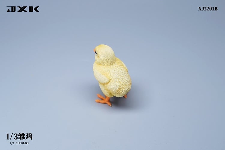 [สั่งจอง]JXK : Scottish Fold/Chckling/Duckling