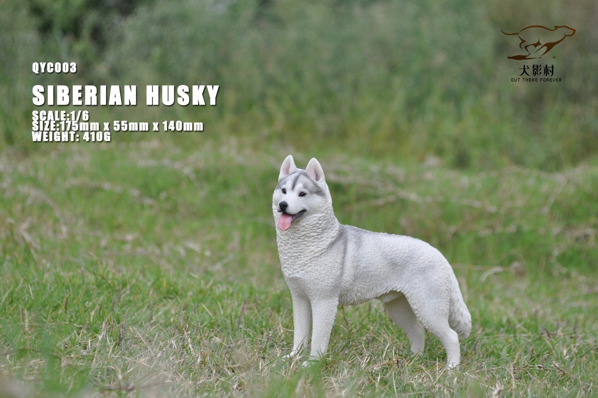 [สั่งจอง]QuanYingCun QYC003 A/B/C/D 1/6 : Husky