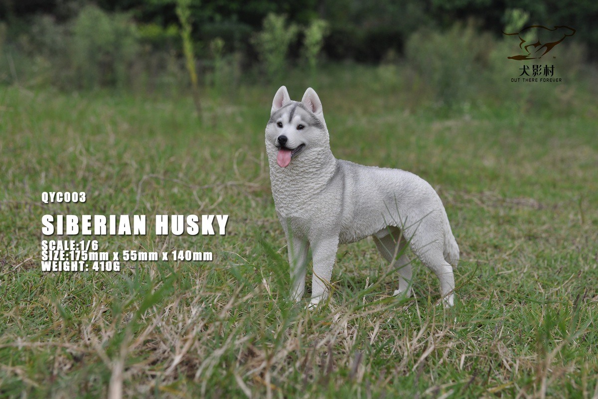 [สั่งจอง]QuanYingCun QYC003 A/B/C/D 1/6 : Husky