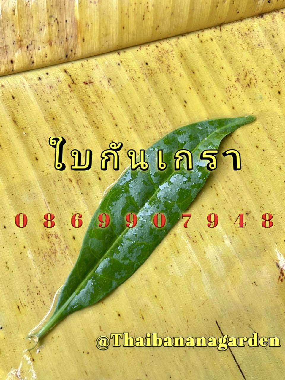 ใบไม้มงคล (พิธี)