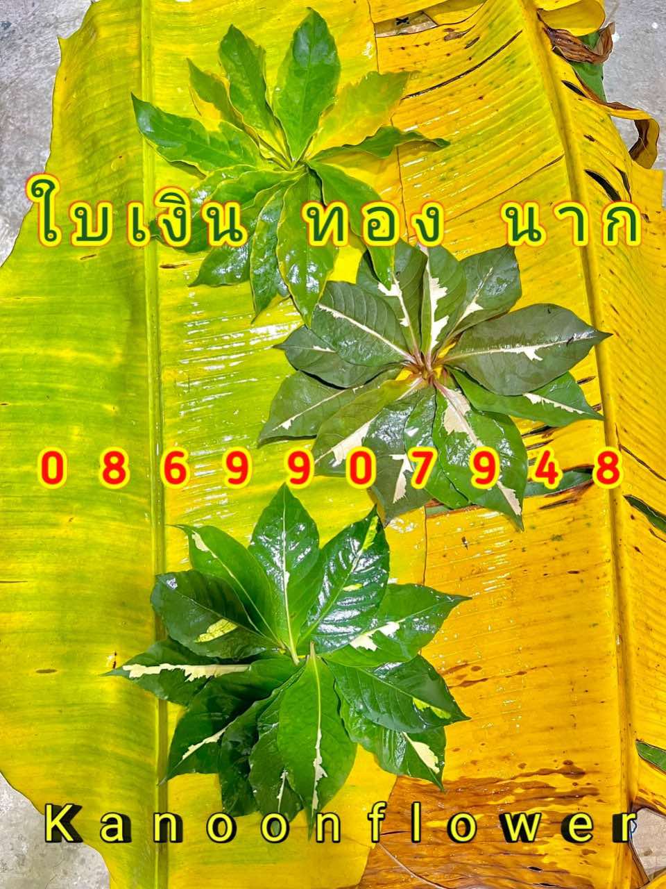 ใบไม้มงคลพิธี9อย่าง