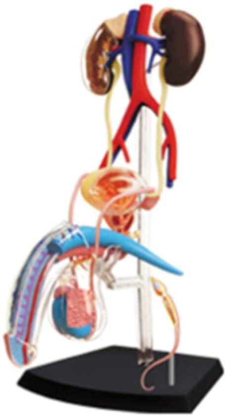 แบบจำลองระบบสืบพันธุ์ ชาย , ของเล่นเสริมพัฒนาการ, ของเล่นเด็ก, สื่อการสอน,