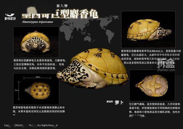 [สั่งจอง]Animal Planet : Heart Wide Body Fat Eighth Reptile Figure Static Animal Model