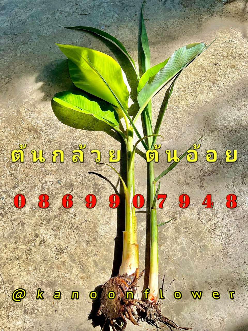 ต้นอ้อย ต้นกล้วย (ขันหมาก) (ทรงเครื่อง)