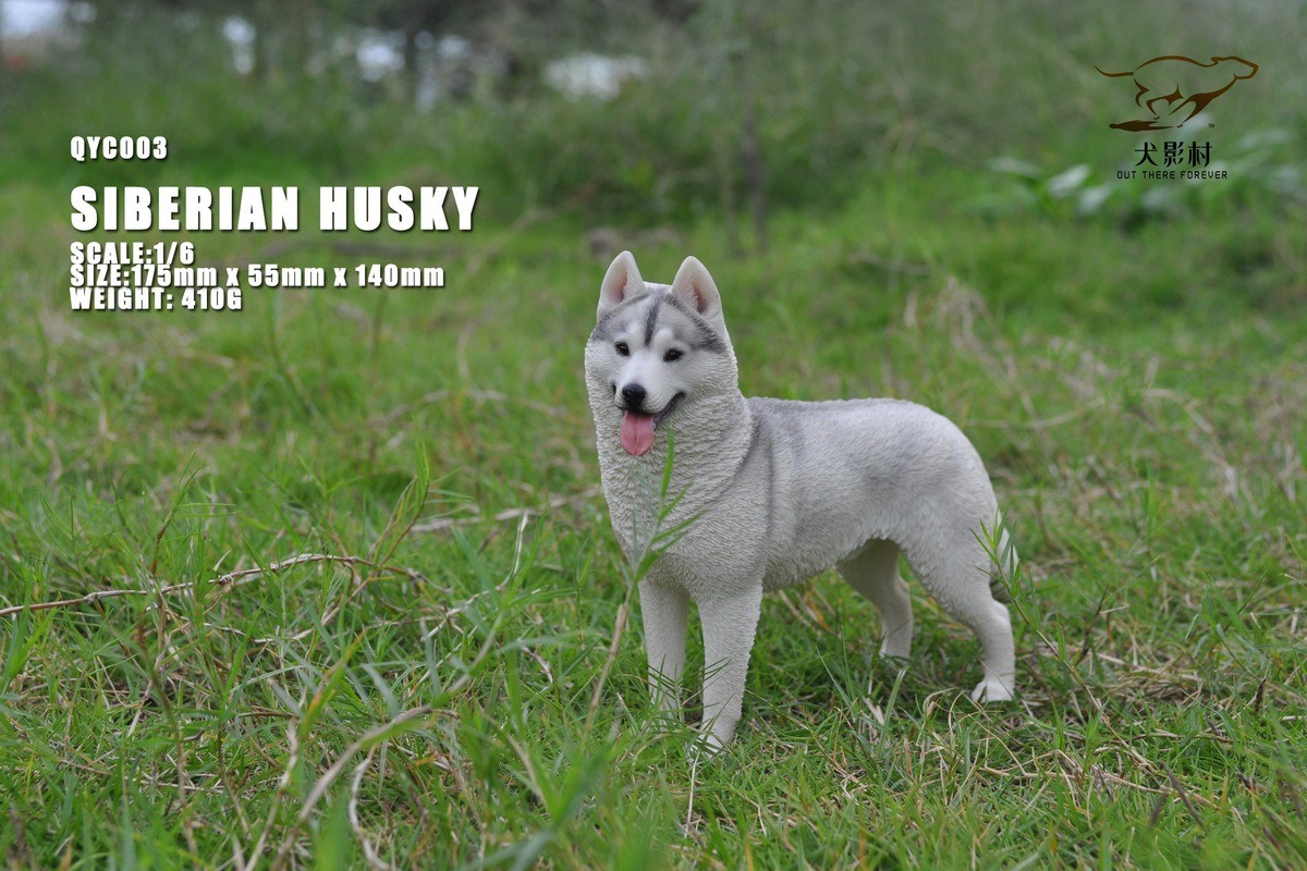 [สั่งจอง]QuanYingCun QYC003 A/B/C/D 1/6 : Husky
