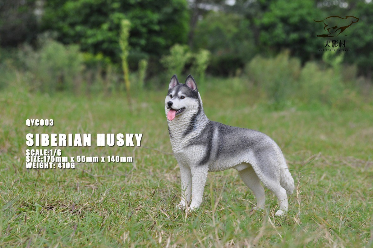 [สั่งจอง]QuanYingCun QYC003 A/B/C/D 1/6 : Husky