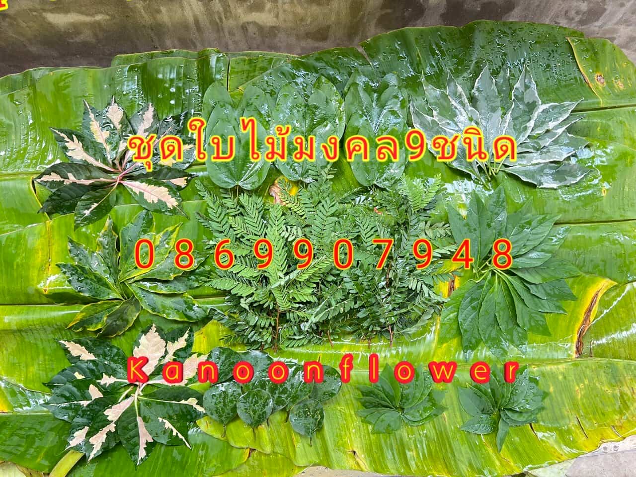 ชุดใบไม้มงคล9ชนิด