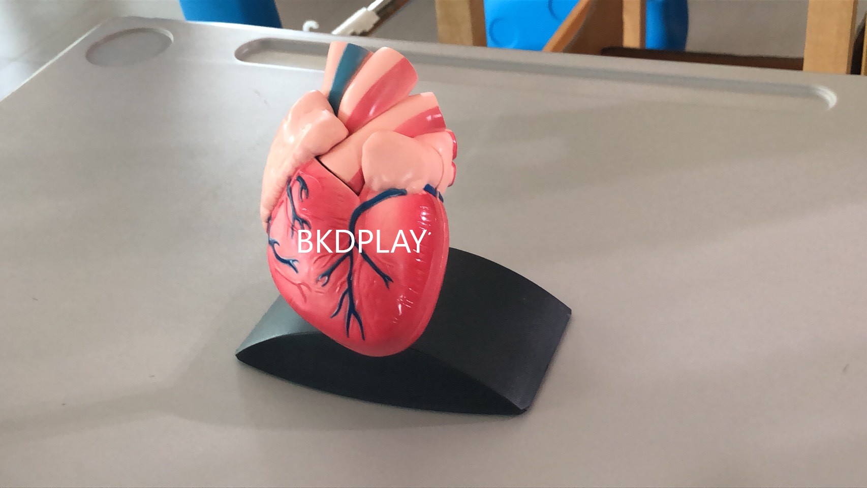 หัวใจจำลอง , โมเดลหัวใจ ทดลองวิทยาศาสตร์,สื่อการสอน, ของเล่น, พร้อมส่ง