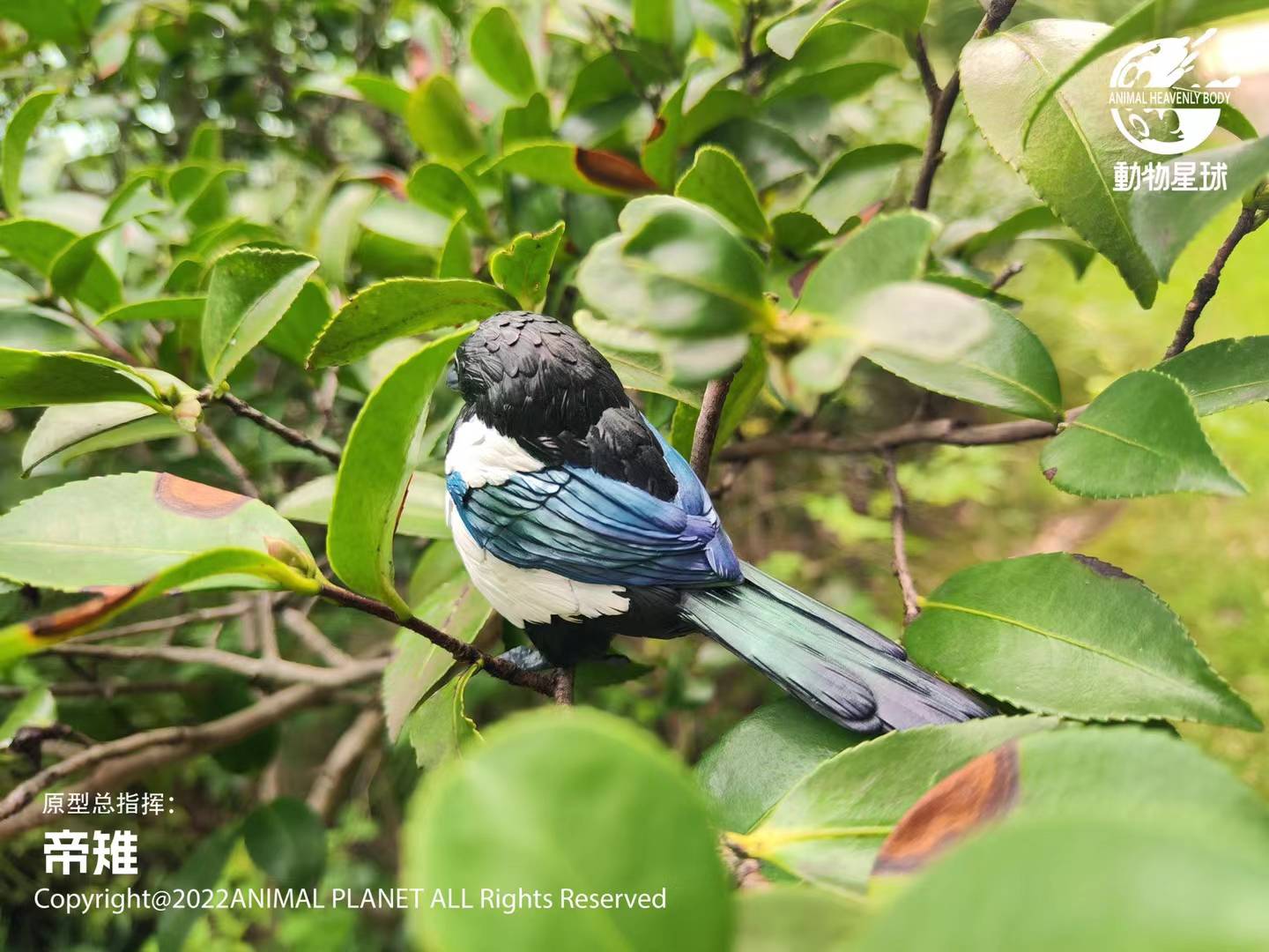 [สั่งจอง]Animal Planet : a series of laugh and grow fat No.10 -Bird