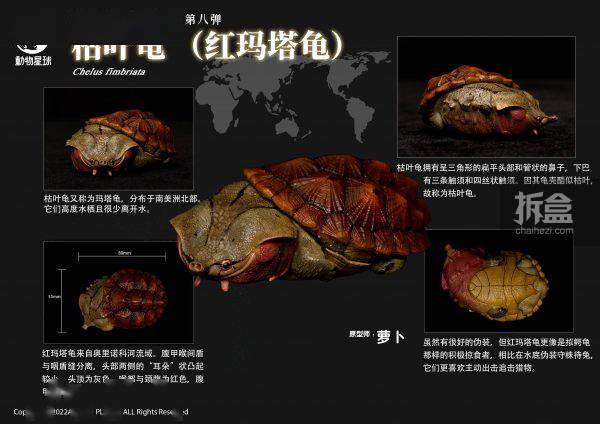 [สั่งจอง]Animal Planet : Heart Wide Body Fat Eighth Reptile Figure Static Animal Model