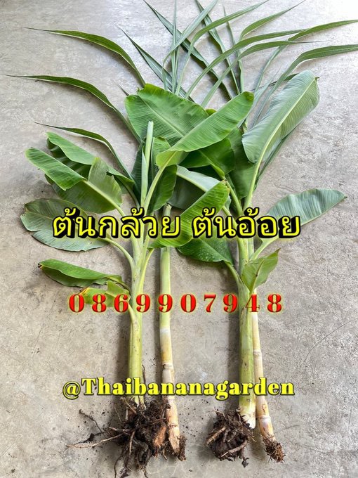 ต้นอ้อย ต้นกล้วย (ขันหมาก) (ทรงเครื่อง)