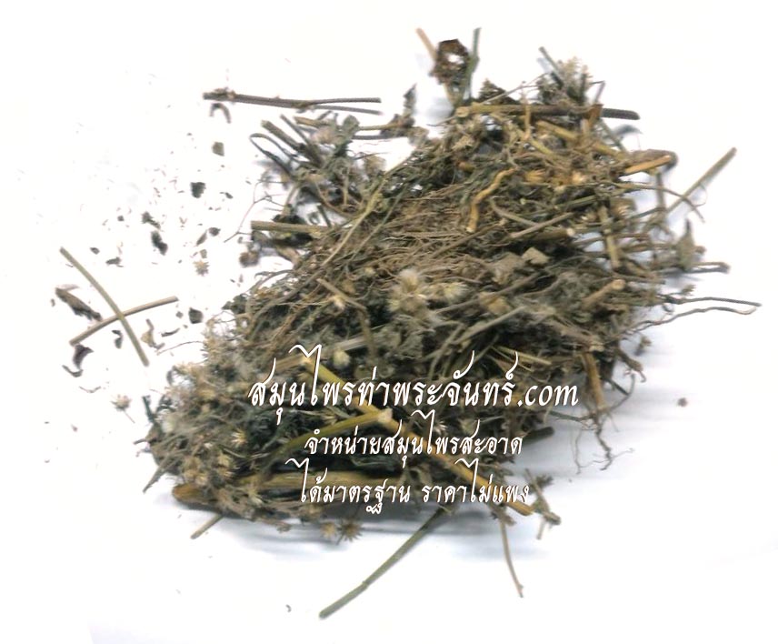 Dried Little ironweed