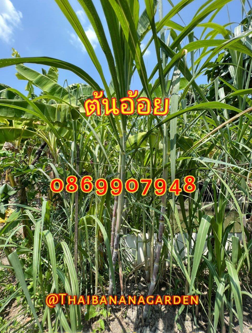 ต้นอ้อย ต้นกล้วย (ขันหมาก) (ทรงเครื่อง)