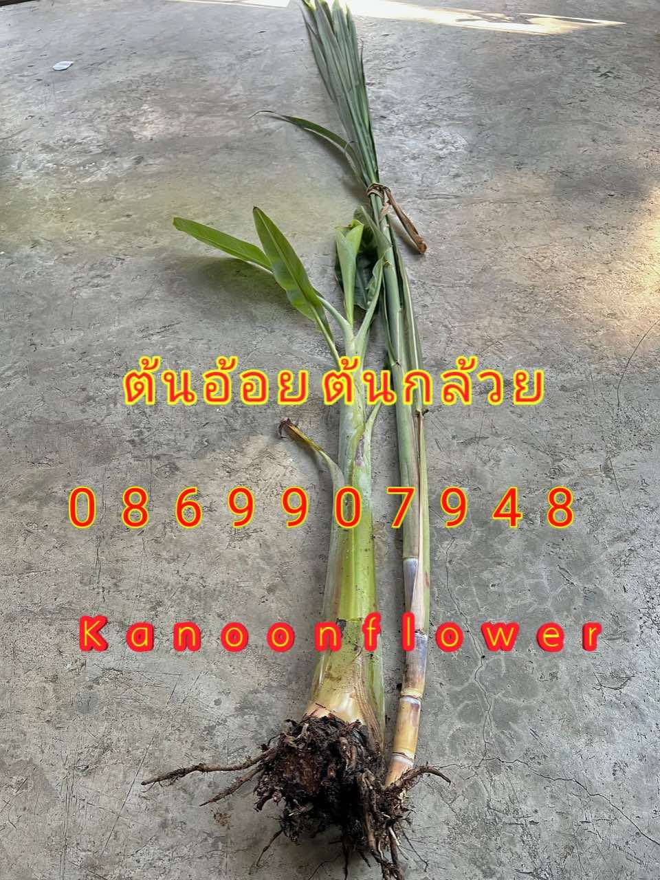 ต้นอ้อยต้นกล้วย (ขันหมาก)