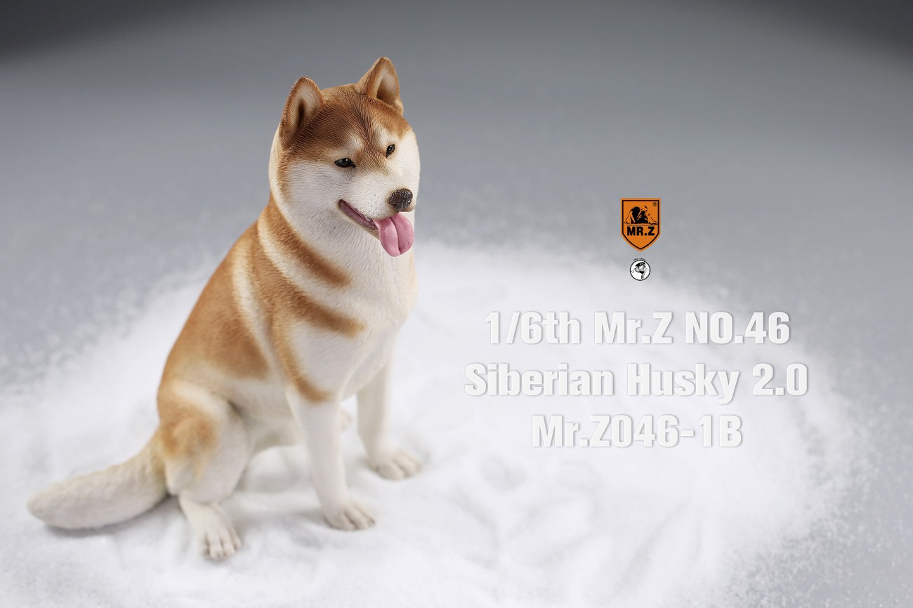 [สั่งจอง] MR. Z Animal Model MRZ046 1/6th Siberian Husky2.0（8 models in total）