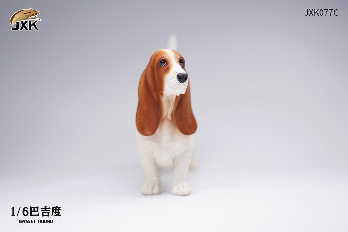 [สั่งจอง]JXK JXK077 1/6 : Basset Hound