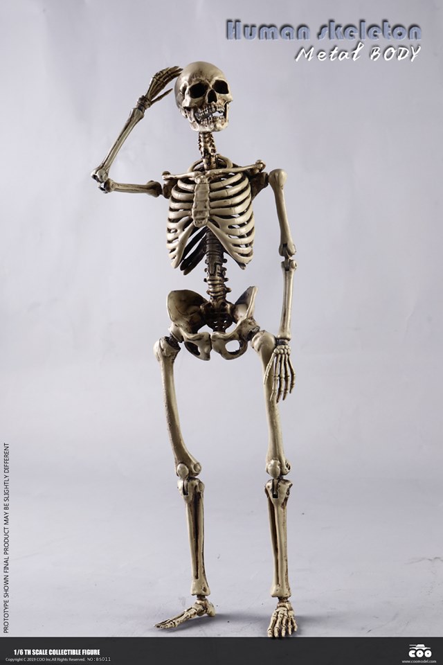 [สั่งจอง]COOMODEL NO.BS011 1/6 THE HUMAN SKELETON (DIECAST ALLOY)