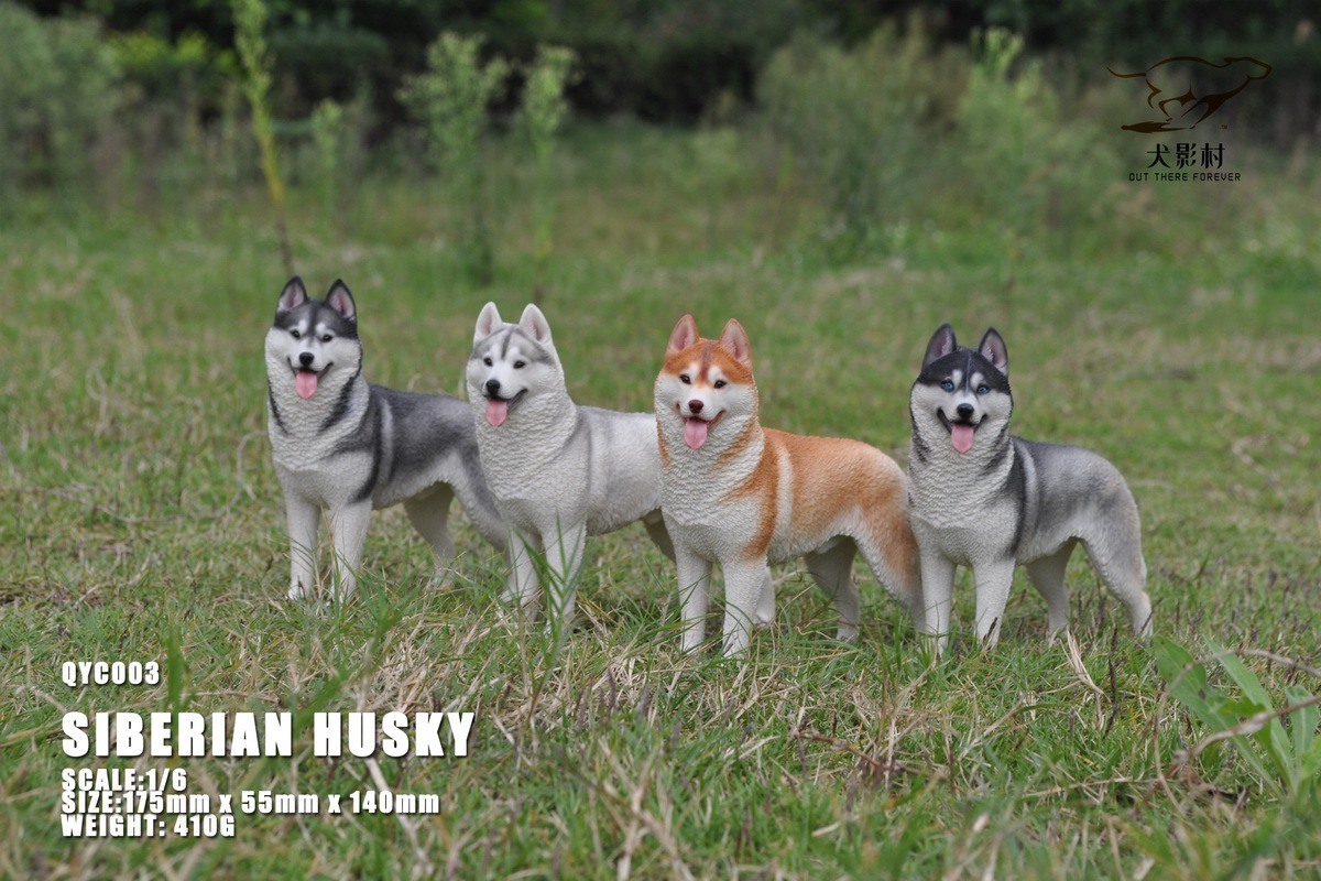 [สั่งจอง]QuanYingCun QYC003 A/B/C/D 1/6 : Husky