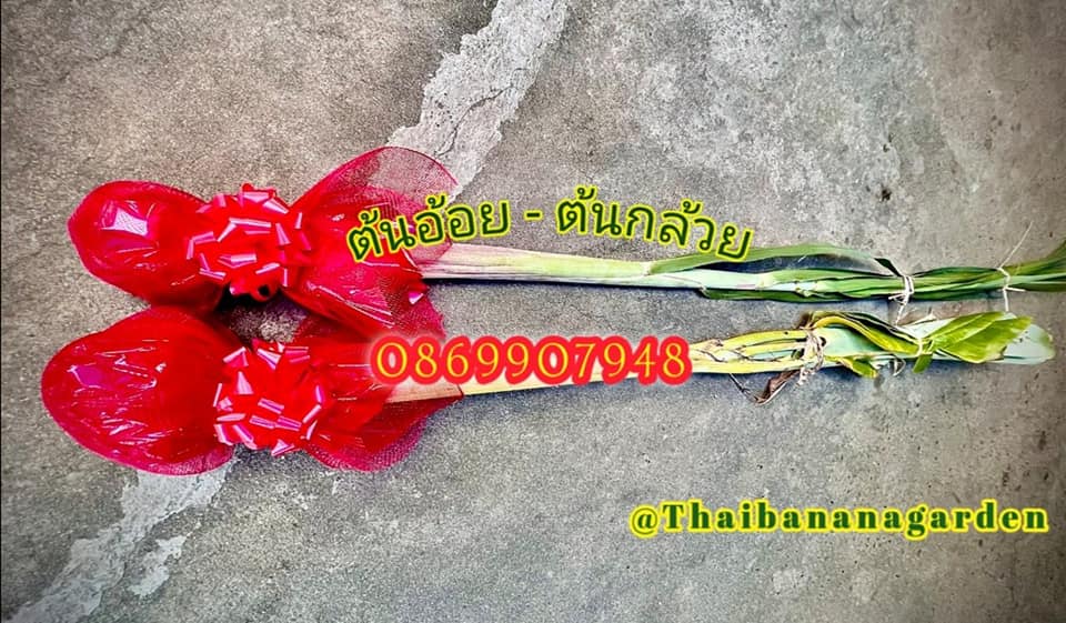 ต้นอ้อย ต้นกล้วย (ขันหมาก) (ทรงเครื่อง)