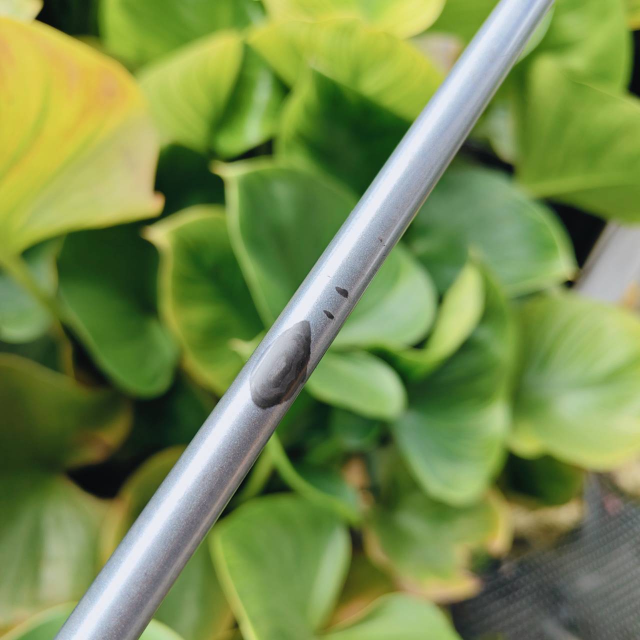 DRIVER NEW ZL ENCORE – โฉบเฉี่ยว ล้ำสมัย และเต็มไปด้วยสีสัน!