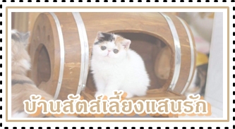 รับทำบ้านสัตว์เลี้ยงแมว-หมา-อื่นๆ