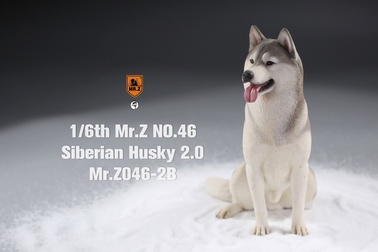 [สั่งจอง] MR. Z Animal Model MRZ046 1/6th Siberian Husky2.0（8 models in total）