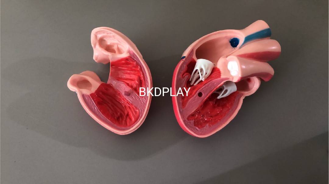 หัวใจจำลอง , โมเดลหัวใจ ทดลองวิทยาศาสตร์,สื่อการสอน, ของเล่น, พร้อมส่ง