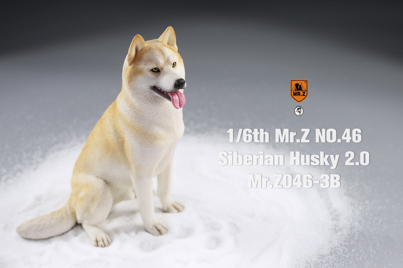 [สั่งจอง] MR. Z Animal Model MRZ046 1/6th Siberian Husky2.0（8 models in total）
