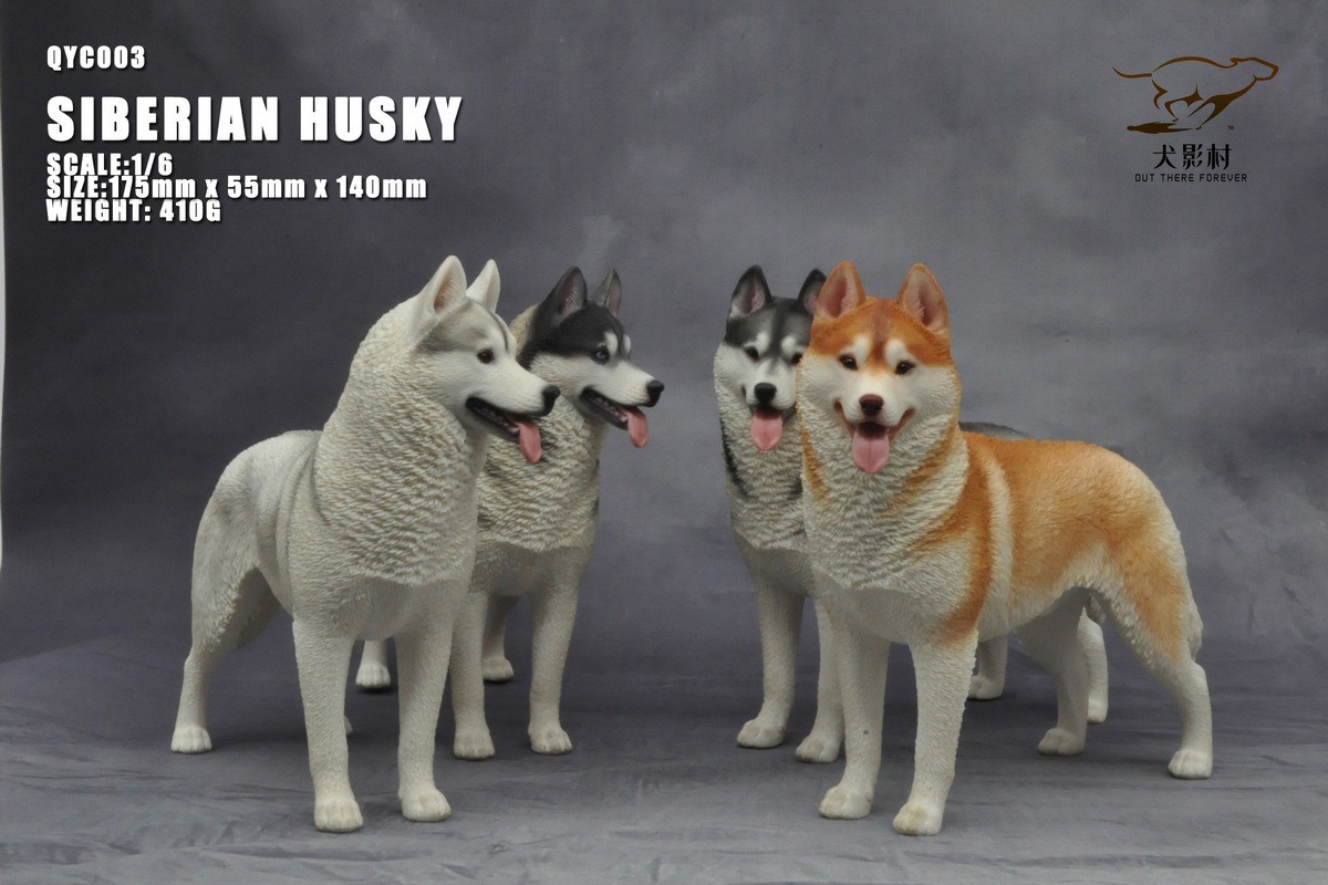 [สั่งจอง]QuanYingCun QYC003 A/B/C/D 1/6 : Husky